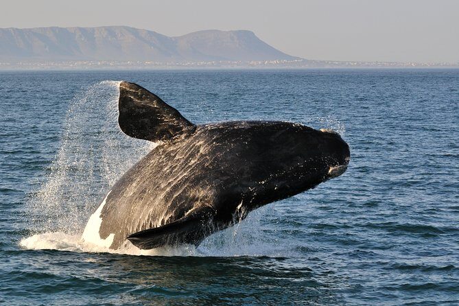 From Cape Town: Full Day Guided Hermanus and Whale Tour - Key highlights you’ll feel right away