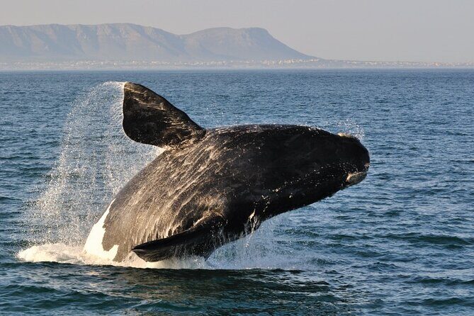 From Cape Town: Full Day Guided Hermanus and Whale Tour - Hermanus town time and kloof top shore whale watching