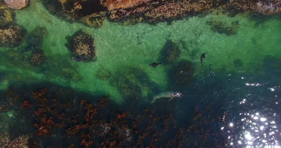 From Cape Town: Glass-Bottom Boat Seal Watching Tour - Crew and guide: what makes the tour feel smooth