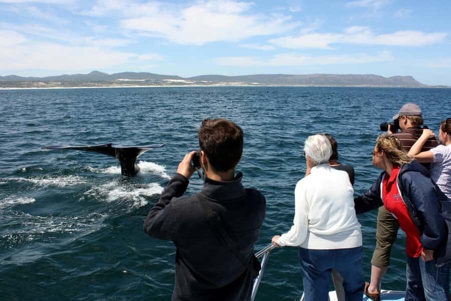 From Cape Town: Hermanus Whale Watching Boat Trip - Key things I’d watch for