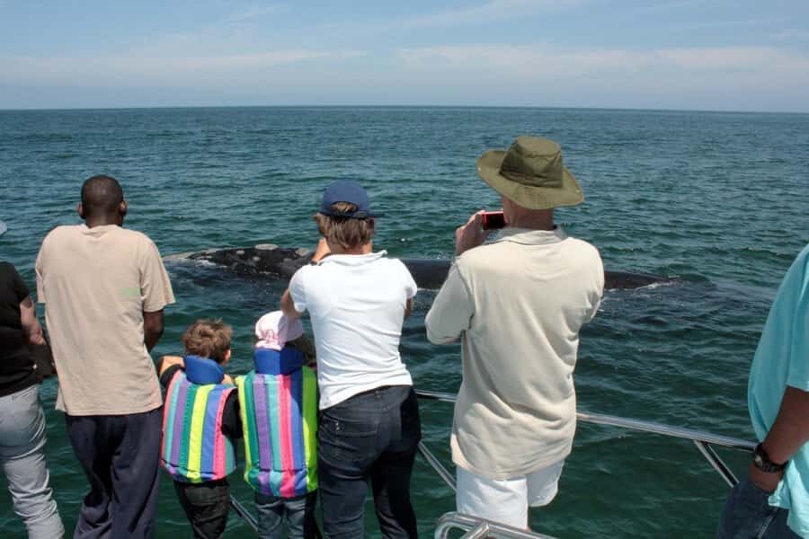 From Cape Town: Hermanus Whale Watching Boat Trip - From Cape Town to Gansbaai: why this route matters