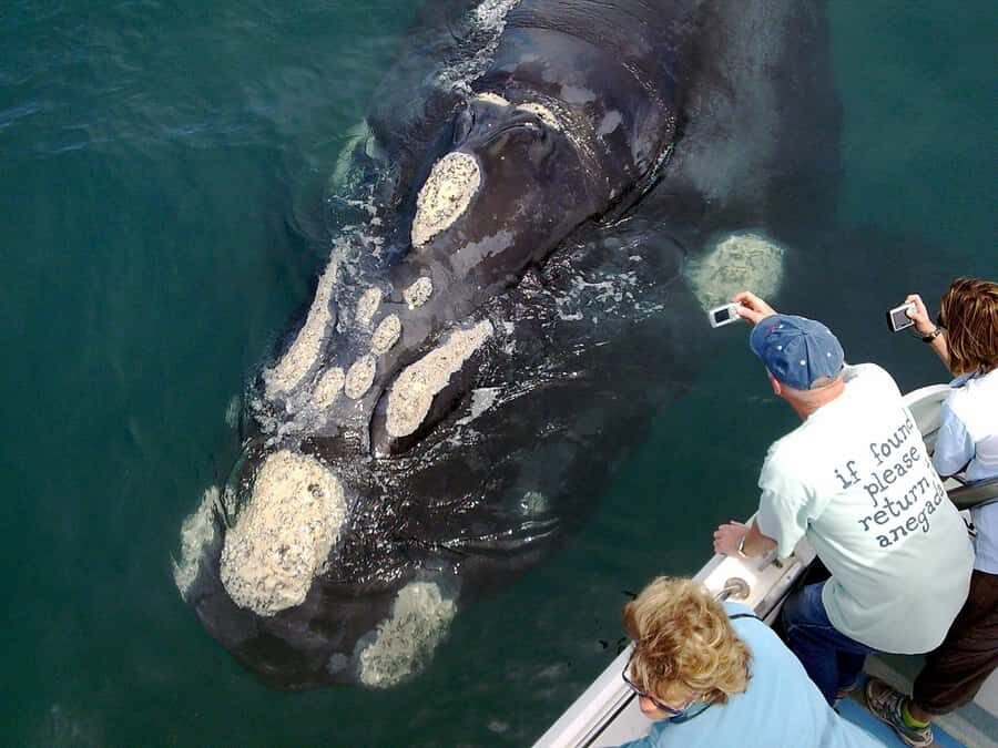 From Cape Town: Hermanus Whale Watching Boat Trip - The speedboat setup: what small groups change on whale days