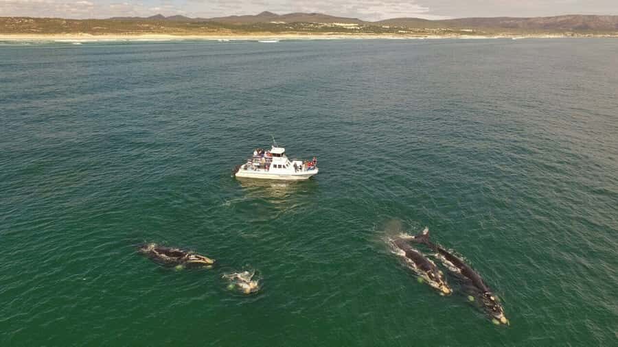 From Cape Town: Hermanus Whale Watching Boat Trip - What you can see offshore: southern right whales, humpbacks, orcas, and more