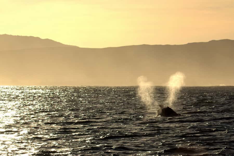 From Cape Town: Hermanus Whale Watching Boat Trip - De Kelders cliffs to Hermanus shore: how the day is paced