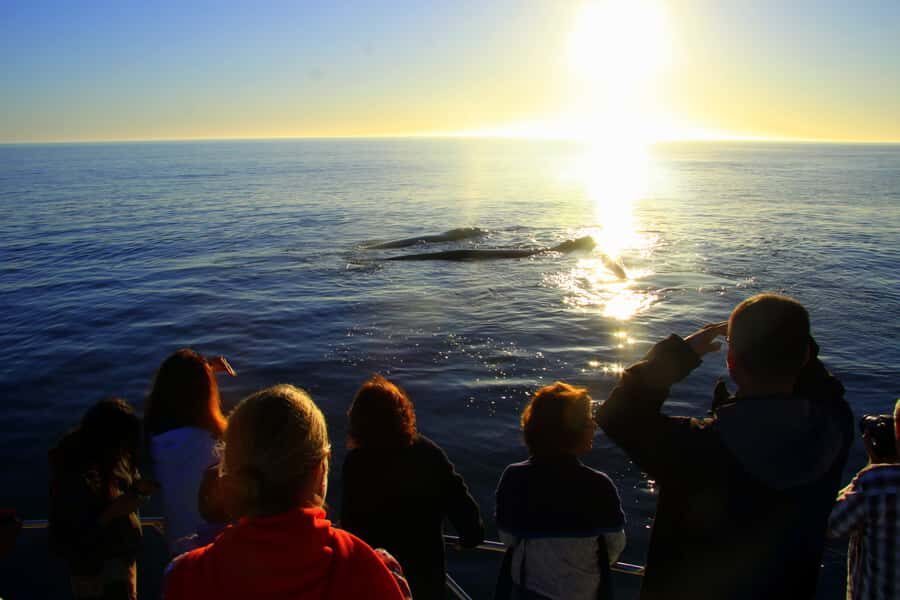 From Cape Town: Hermanus Whale Watching Boat Trip - Drinks, snacks, and the missing lunch question