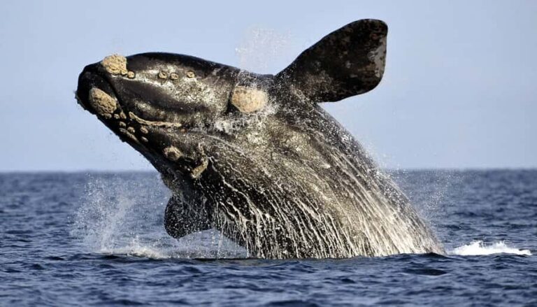 From Cape Town: Hermanus Whale Watching Boat Trip - The early pickup and road trip rhythm (and how to stay sane)