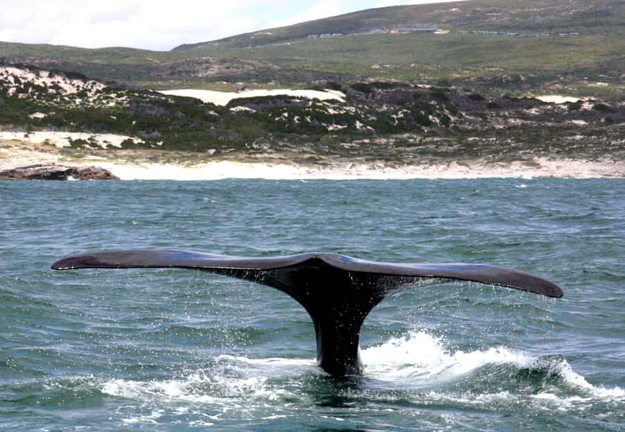 From Cape Town: Hermanus Whale Watching Boat Trip - What to bring: camera, binoculars, and the warm-clothes reality