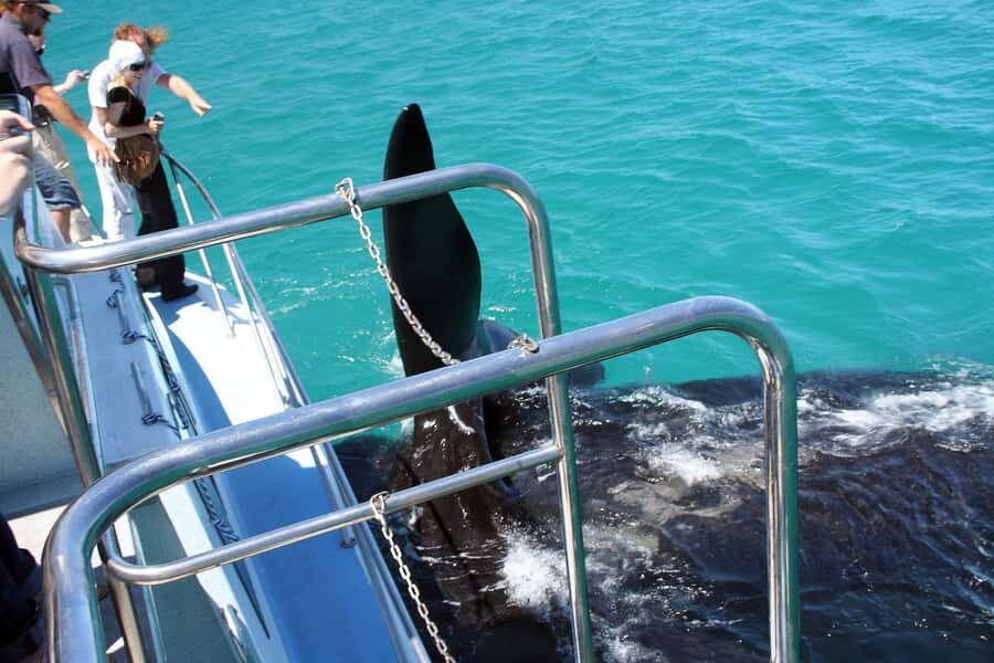 From Cape Town: Hermanus Whale Watching Boat Trip - Who this trip is best for (and who should skip it)