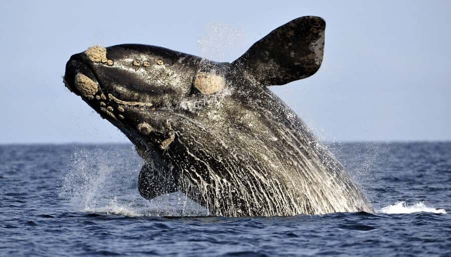 From Cape Town: Hermanus Whale Watching Boat Trip - The early pickup and road trip rhythm (and how to stay sane)