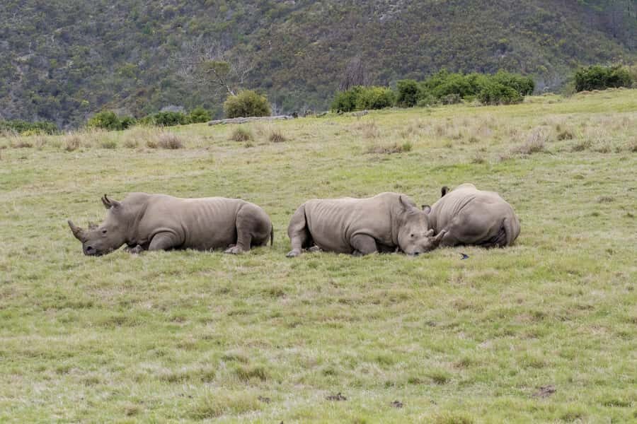 From Cape Town: South African Wildlife and Safari 2-Day Tour - Key reasons this safari feels worth it