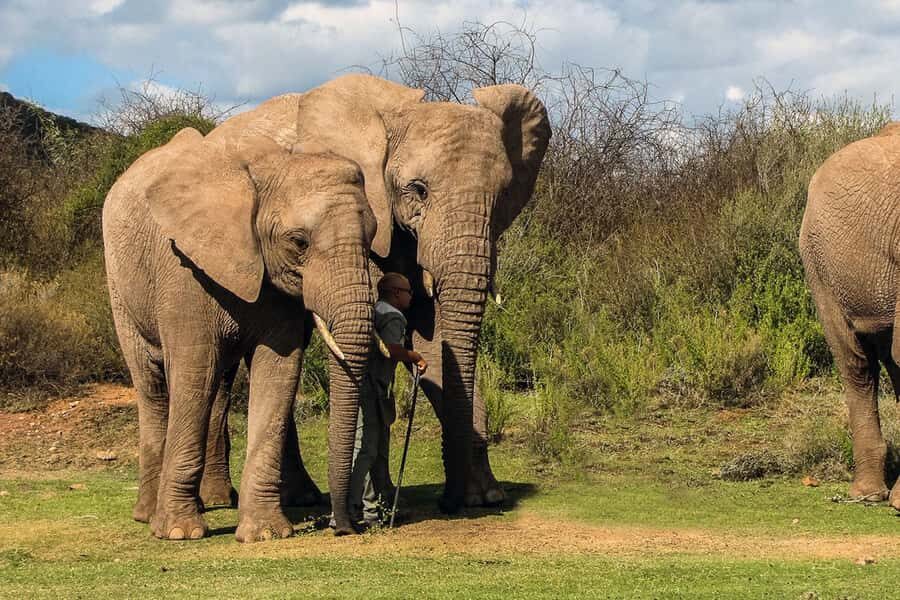From Cape Town: South African Wildlife and Safari 2-Day Tour - Who this tour fits best (and who should skip it)