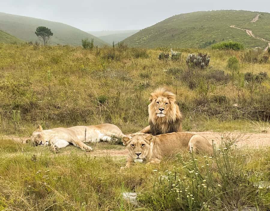 From Cape Town: South African Wildlife and Safari 2-Day Tour - Botlierskop Game Reserve 4x4 safari: your best shot at lion, elephant, buffalo, and rhino