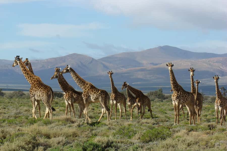 From Cape Town: South African Wildlife and Safari 2-Day Tour - Route 62 return to Cape Town/Stellenbosch: a long drive that’s part of the payoff