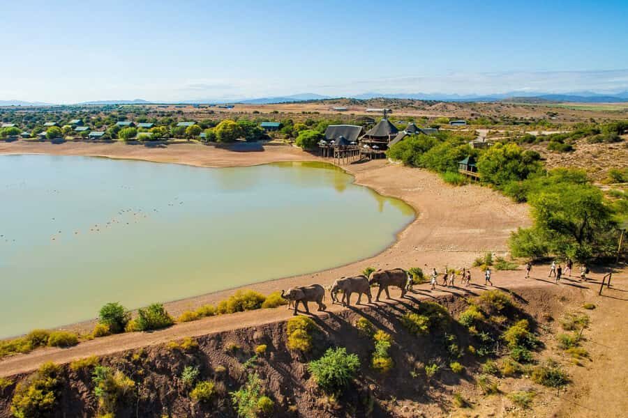 From Cape Town: South African Wildlife and Safari 2-Day Tour - Price and value: does ~$322 buy real safari time?