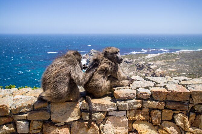 From Cape Town: Table Mountain, Cape of Good Hope & Penguins including Park Fees - Morning in Cape Town Central, then Bo-Kaap color and quick bites
