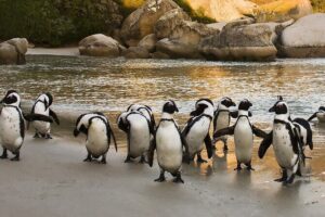 From Cape Town: Table Mountain, Cape of Good Hope & Penguins including Park Fees - Table Mountain cable car: the 45-minute payoff
