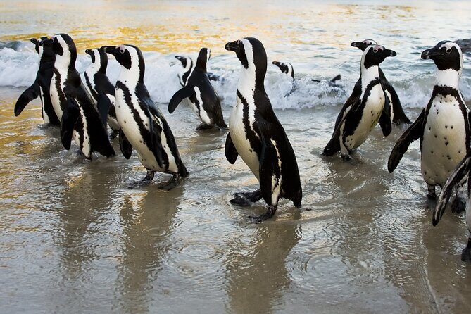From Cape Town: Table Mountain, Cape of Good Hope & Penguins including Park Fees - Camps Bay and the Atlantic Seaboard: views with a photo payoff