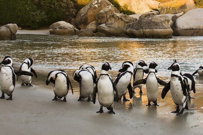 From Cape Town: Table Mountain, Cape of Good Hope & Penguins including Park Fees - Table Mountain cable car: the 45-minute payoff