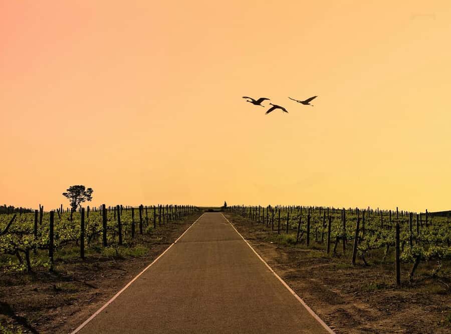 From Cape Town: Winelands Full Day Tour and Wine Tasting - Franschhoek, the French Corner: Huguenot town charm and tasting with food