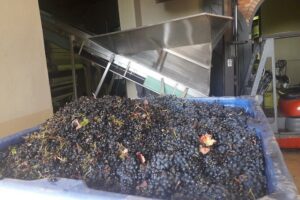 From CapeTown: Stellenbosch Half Day Wine Tour - Suider Paarl tasting pods: wine plus cheese with plant-based options