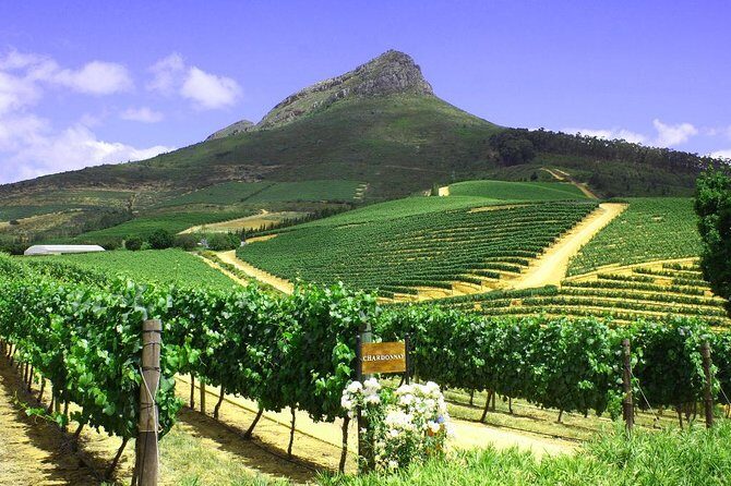 From CapeTown: Stellenbosch Half Day Wine Tour - Who this Stellenbosch half-day tour suits best