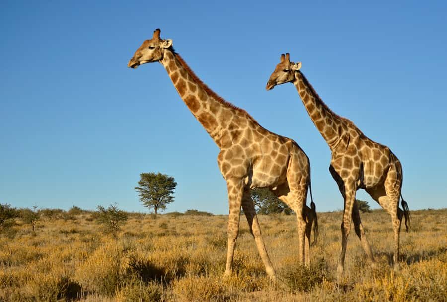 From Durban: Half-Day Safari Tour - Tala Private Game Reserve: Why 3,000 Hectares Matters for Wildlife