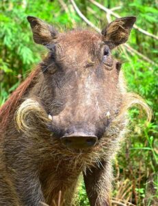 From Durban: Half-Day Safari Tour - Closed-Vehicle Safari Driving: How You Get Close Without Forcing It