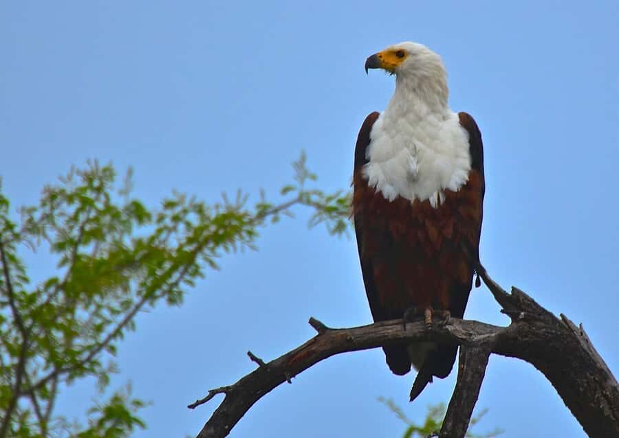 From Durban: Half-Day Safari Tour - Should You Book This Durban Half-Day Safari?