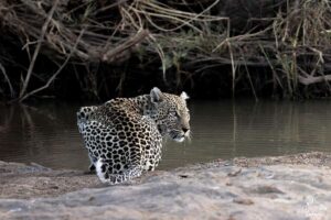 From Hazyview: Kruger National Park Full-Day Safari - Pickup before sunrise and entering through Phabeni Gate