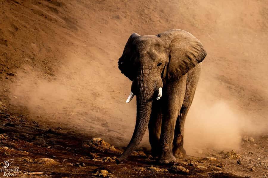 From Hazyview: Kruger National Park Full-Day Safari - Morning game drive: where Big Five chances get real