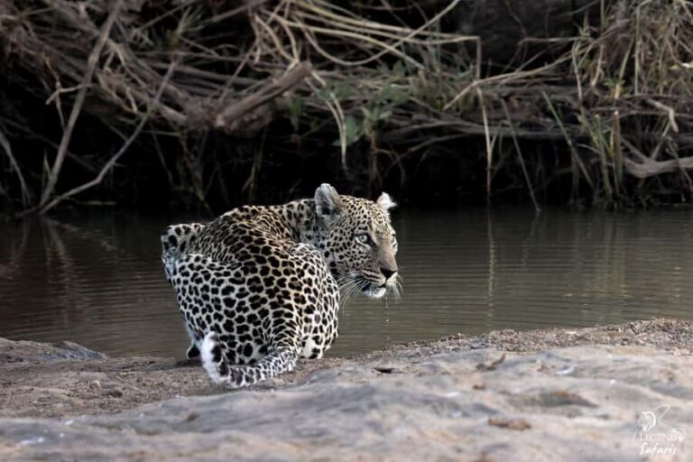 From Hazyview: Kruger National Park Full-Day Safari - Pickup before sunrise and entering through Phabeni Gate