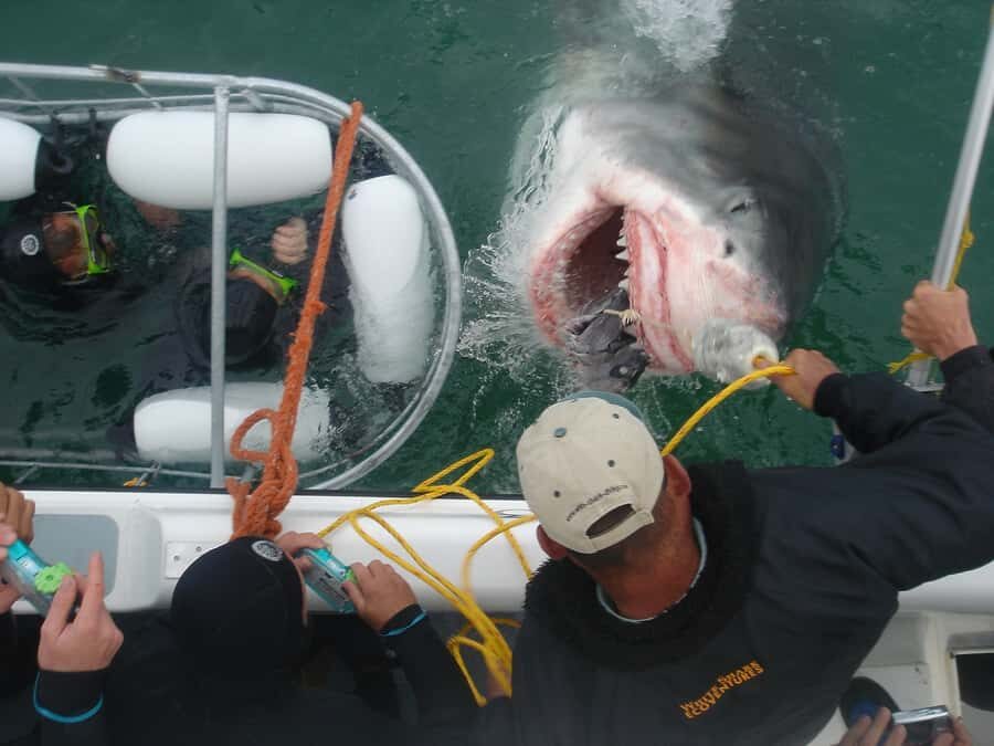 From Hermanus: Cruise with Shark Cage Dive and Lunch - Hermanus to Shark Alley: the promise (and the reality) of this encounter