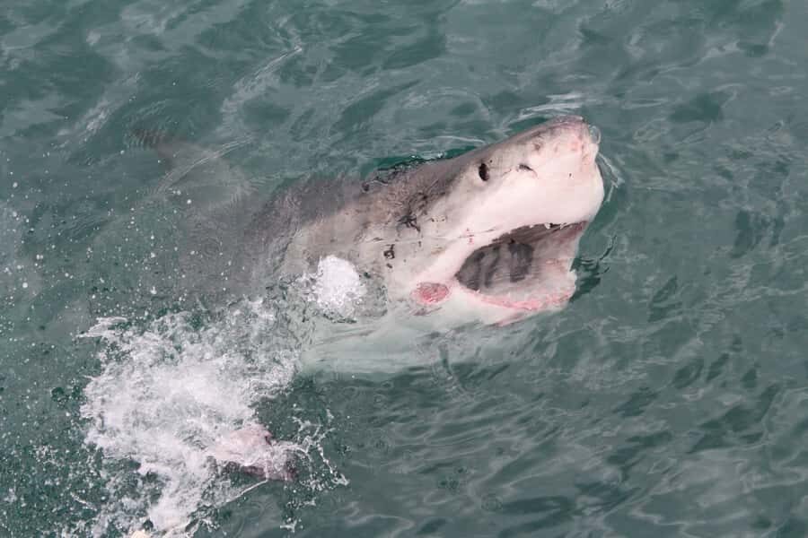 From Hermanus: Cruise with Shark Cage Dive and Lunch - Responsible tourism and the eco tone of the day