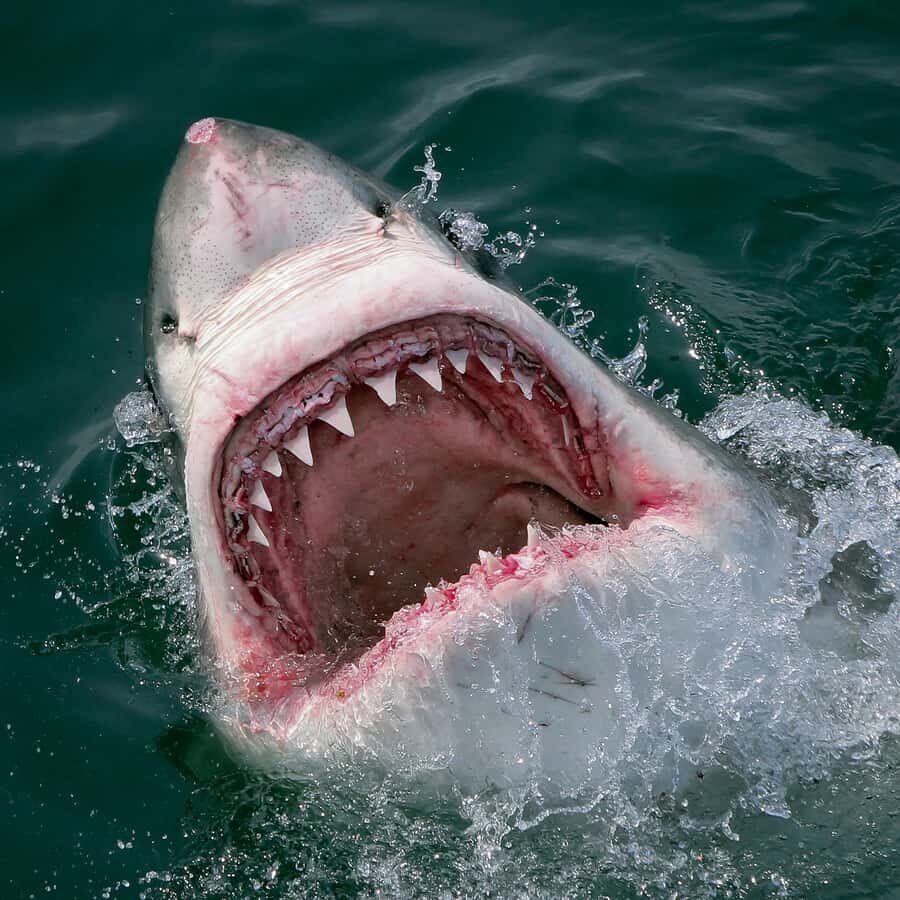 From Hermanus: Cruise with Shark Cage Dive and Lunch - How the day starts: light breakfast, safety briefing, and wetsuit fitting