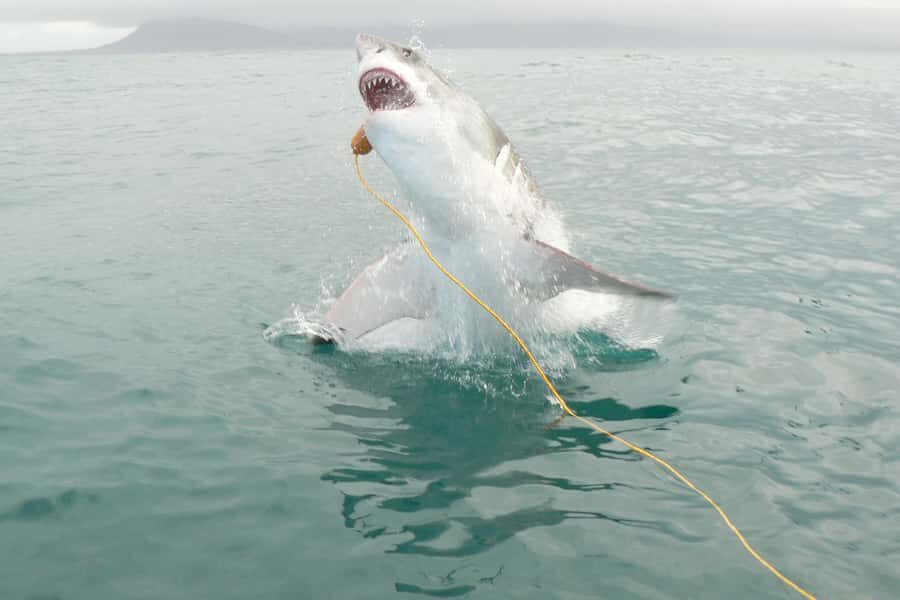 From Hermanus: Cruise with Shark Cage Dive and Lunch - Getting eyes-on first: deck viewing, bait line, and your cage rotation