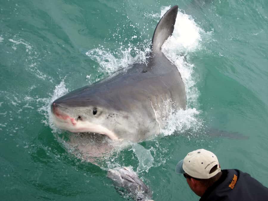 From Hermanus: Cruise with Shark Cage Dive and Lunch - Your cage encounter: easy on experience, serious on staying comfortable