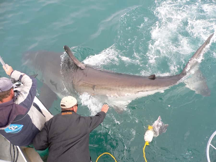 From Hermanus: Cruise with Shark Cage Dive and Lunch - What the day includes on land and on the water