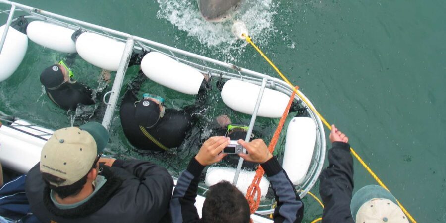 From Hermanus: Cruise with Shark Cage Dive and Lunch - Price and value: does $168 make sense?