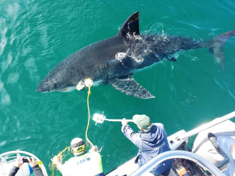 From Hermanus: Cruise with Shark Cage Dive and Lunch - The 3 hours at sea: what you actually get from the shark expert