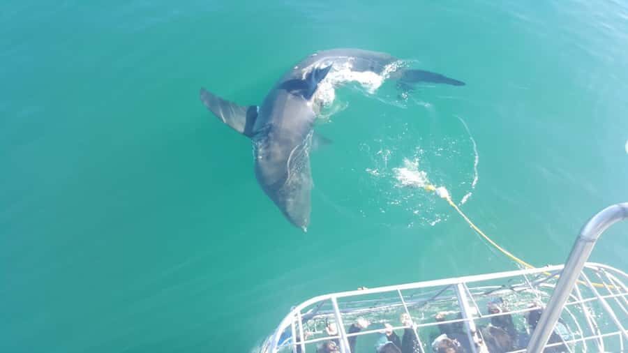 From Hermanus: Cruise with Shark Cage Dive and Lunch - Logistics that can catch you off guard: timing, drive time, and meetings