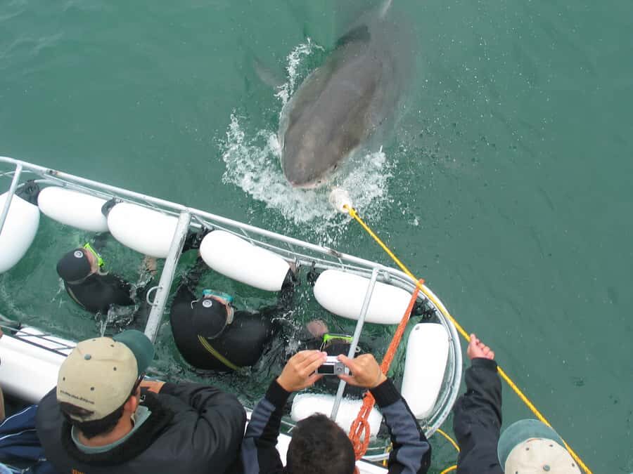 From Hermanus: Cruise with Shark Cage Dive and Lunch - Species reality check: Great Whites happen, but they’re not guaranteed