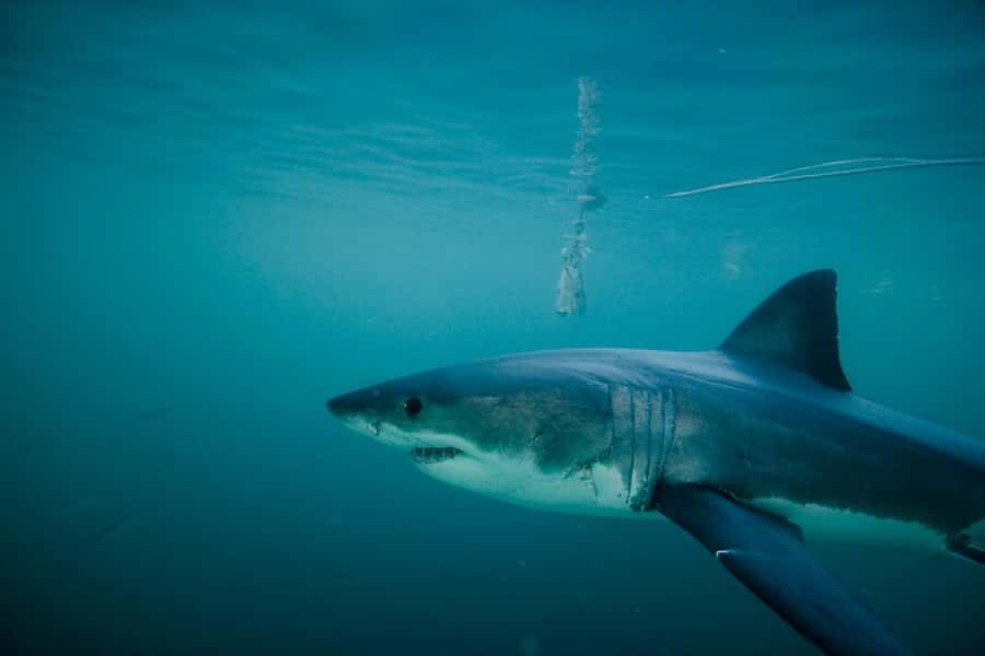 From Hermanus or Cape Town: Shark Cage Diving Experience - Key points before you go