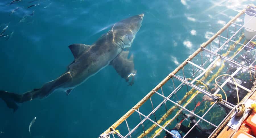From Hermanus or Cape Town: Shark Cage Diving Experience - From Hermanus or Cape Town to Gansbaai: where the day starts