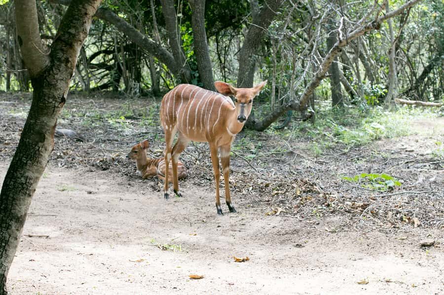 From Johannesburg: 3-Day Budget Tent Kruger Park Safari - Key things I’d plan around