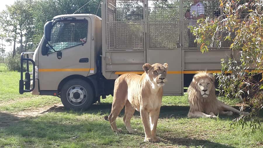From Johannesburg: Lion & Safari Park Half-Day Tour - Quick hits before you book