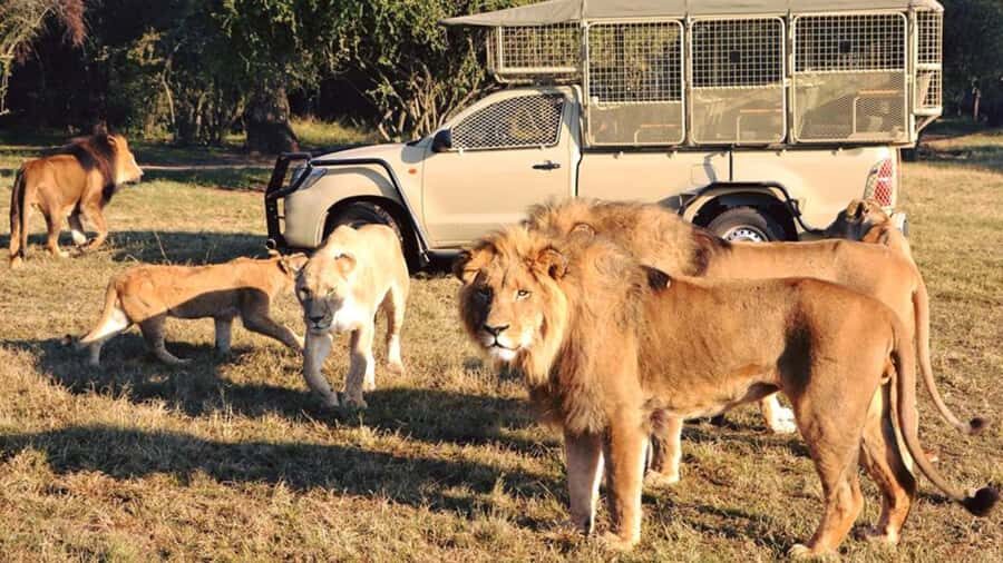 From Johannesburg: Lion & Safari Park Half-Day Tour - How the 5-Hour Half Day Works: Travel Time vs. Safari Time