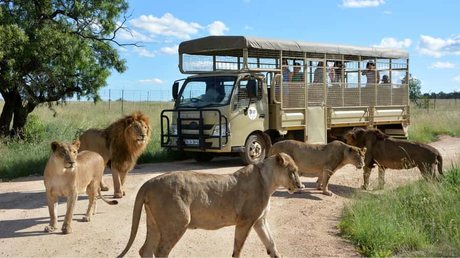 From Johannesburg: Lion & Safari Park Half-Day Tour - The Drive Out to Lion Park: What You Should Plan For