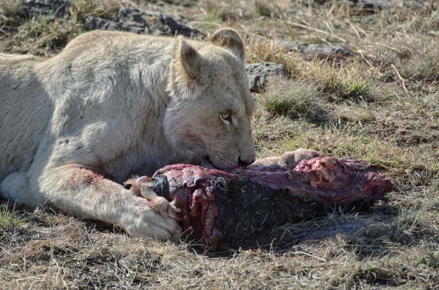 From Johannesburg: Lion & Safari Park Half-Day Tour - Inside Lion Park: The 1-Hour Open-Vehicle Game Drive