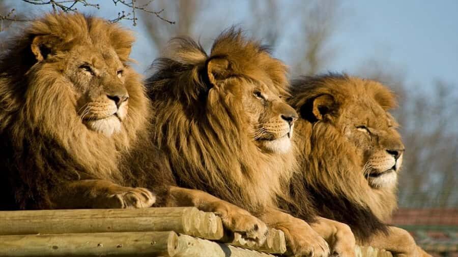 From Johannesburg: Lion & Safari Park Half-Day Tour - White Lions and Feeding Moments: The Special Scenes to Watch For