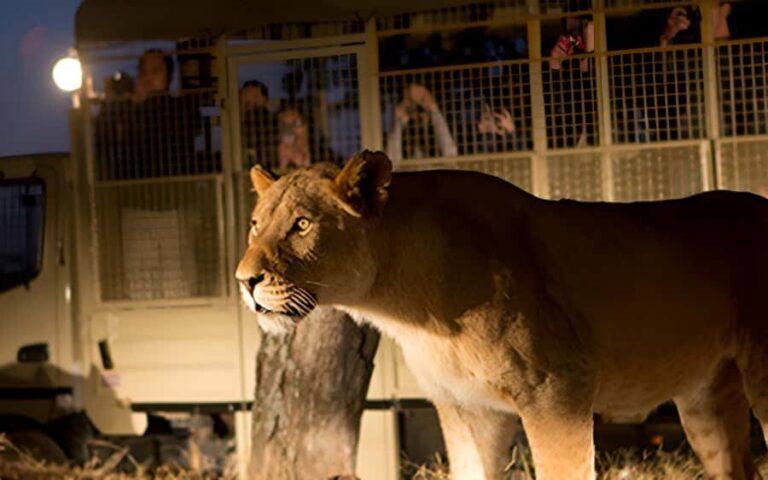 From Johannesburg: Lion & Safari Park Half-Day Tour - Johannesburg or Pretoria Pickup: The Real Low-Stress Advantage